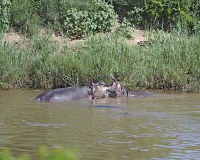 Hippopotamus, 2 fighting-010313-Kruger National Park, South Africa-#1608.jpg