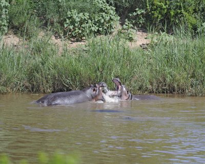 Hippopotamus, 2 fighting-010313-Kruger National Park, South Africa-#1609.jpg