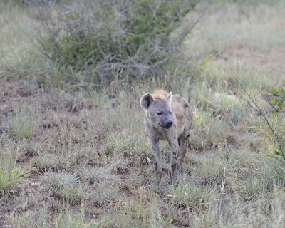 Hyena, Spotted-010313-Kruger National Park, South Africa-#0089.jpg