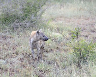 Hyena, Spotted-010313-Kruger National Park, South Africa-#0097.jpg