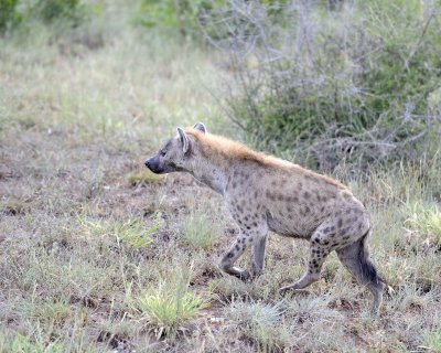 Hyena, Spotted-010313-Kruger National Park, South Africa-#0102.jpg
