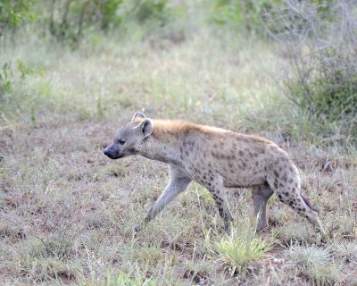 Hyena, Spotted-010313-Kruger National Park, South Africa-#0106.jpg