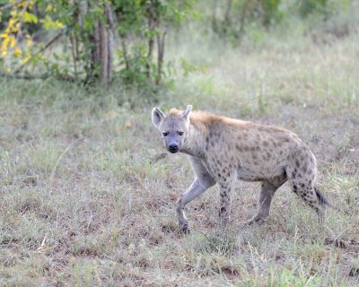 Hyena, Spotted-010313-Kruger National Park, South Africa-#0110.jpg
