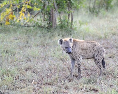 Hyena, Spotted-010313-Kruger National Park, South Africa-#0113.jpg