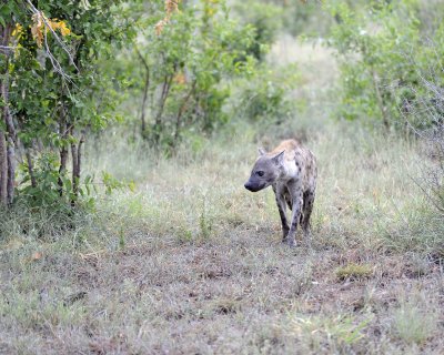 Hyena, Spotted-010313-Kruger National Park, South Africa-#0124.jpg
