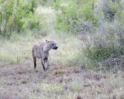 Hyena, Spotted-010313-Kruger National Park, South Africa-#0129.jpg