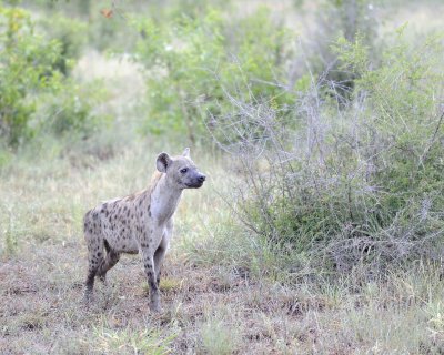 Hyena, Spotted-010313-Kruger National Park, South Africa-#0135.jpg
