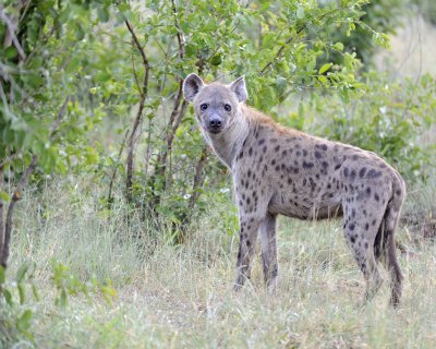 Gallery of Spotted Hyena
