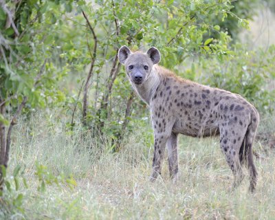 Hyena, Spotted-010313-Kruger National Park, South Africa-#0752.jpg