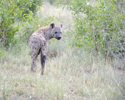 Hyena, Spotted-010313-Kruger National Park, South Africa-#0757.jpg