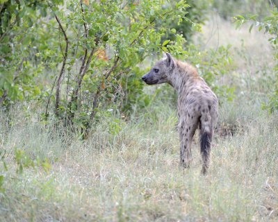 Hyena, Spotted-010313-Kruger National Park, South Africa-#0766.jpg