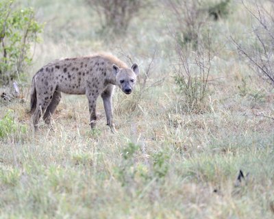 Hyena, Spotted-010313-Kruger National Park, South Africa-#0793.jpg