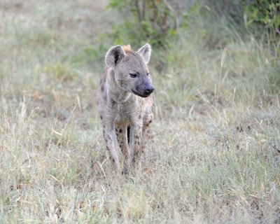 Hyena, Spotted-010313-Kruger National Park, South Africa-#0817.jpg