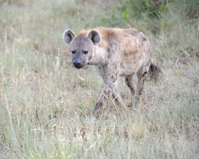 Hyena, Spotted-010313-Kruger National Park, South Africa-#0828.jpg