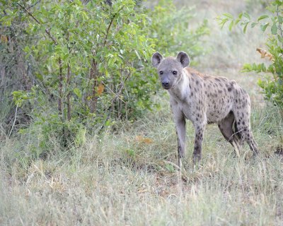 Hyena, Spotted-010313-Kruger National Park, South Africa-#0830.jpg