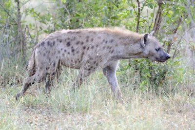 Hyena, Spotted-010313-Kruger National Park, South Africa-#0841.jpg