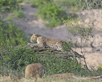Leopard, sharpening claws-010313-Kruger National Park, South Africa-#1062.jpg