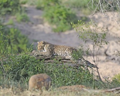 Leopard, sharpening claws-010313-Kruger National Park, South Africa-#1080.jpg