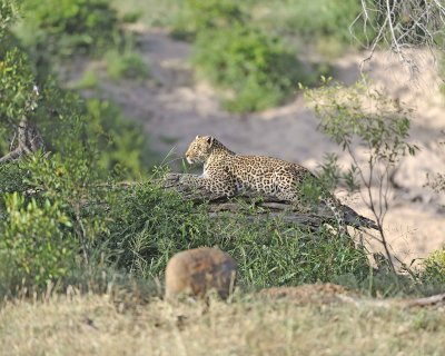 Leopard-010313-Kruger National Park, South Africa-#0978.jpg