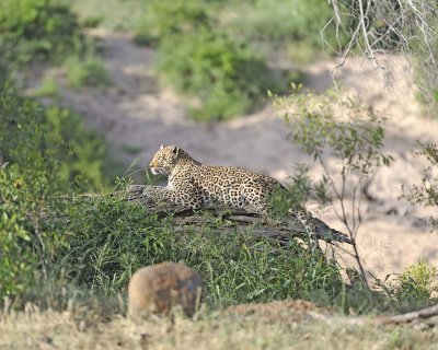 Leopard-010313-Kruger National Park, South Africa-#0980.jpg