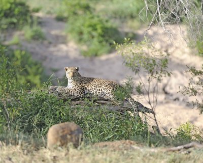 Leopard-010313-Kruger National Park, South Africa-#0999.jpg