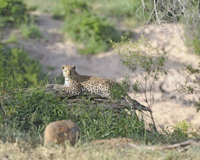 Leopard-010313-Kruger National Park, South Africa-#1001.jpg