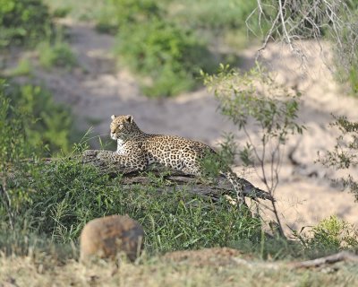 Leopard-010313-Kruger National Park, South Africa-#1008.jpg