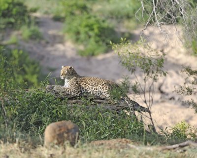Leopard-010313-Kruger National Park, South Africa-#1009.jpg