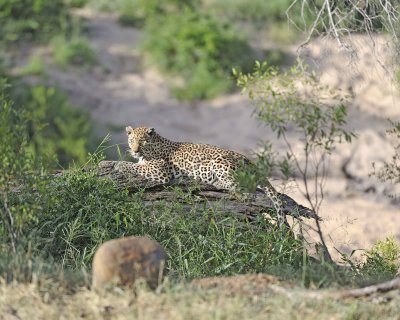 Leopard-010313-Kruger National Park, South Africa-#1015.jpg