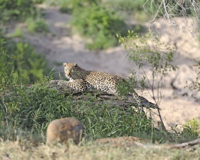 Leopard-010313-Kruger National Park, South Africa-#1017.jpg