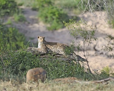 Leopard-010313-Kruger National Park, South Africa-#1053.jpg