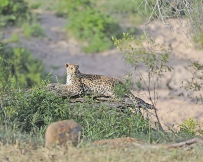 Leopard-010313-Kruger National Park, South Africa-#1056.jpg