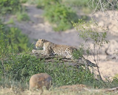 Leopard-010313-Kruger National Park, South Africa-#1063.jpg