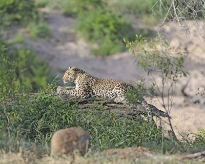 Leopard-010313-Kruger National Park, South Africa-#1070.jpg