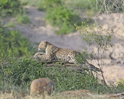 Leopard-010313-Kruger National Park, South Africa-#1071.jpg
