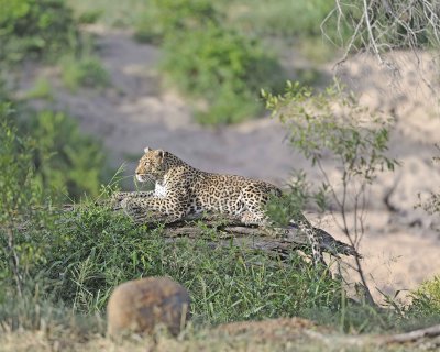 Leopard-010313-Kruger National Park, South Africa-#1076.jpg
