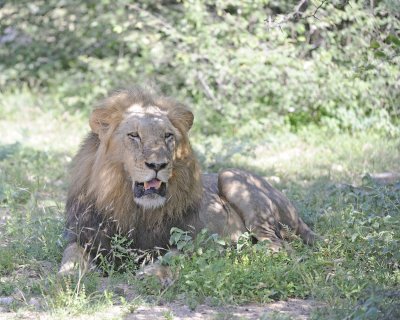 Lion, Male-010313-Kruger National Park, South Africa-#1201.jpg