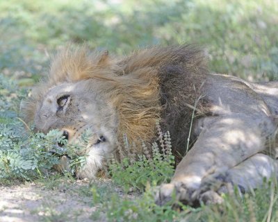 Lion, Male-010313-Kruger National Park, South Africa-#1310.jpg