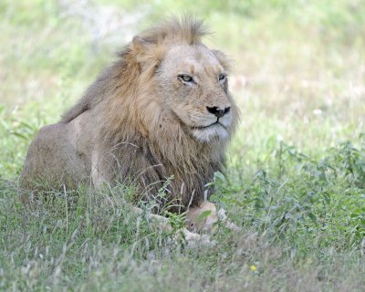 Lion, Male-010313-Kruger National Park, South Africa-#1350.jpg