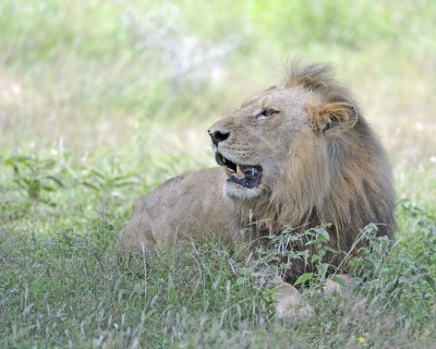 Lion, Male-010313-Kruger National Park, South Africa-#1351.jpg