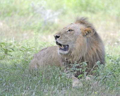Lion, Male-010313-Kruger National Park, South Africa-#1353.jpg