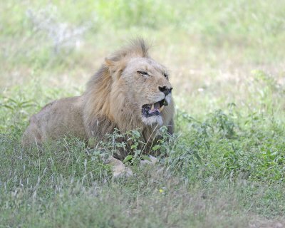 Lion, Male-010313-Kruger National Park, South Africa-#1363.jpg
