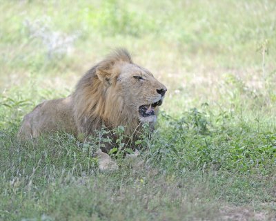 Lion, Male-010313-Kruger National Park, South Africa-#1391.jpg