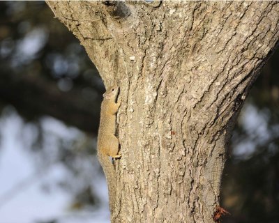Gallery of Tree Squirrel