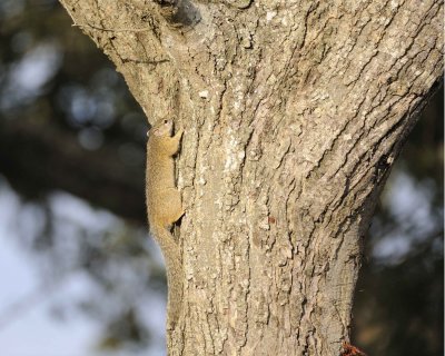Squirrel, Tree-010313-Kruger National Park, South Africa-#0944.jpg
