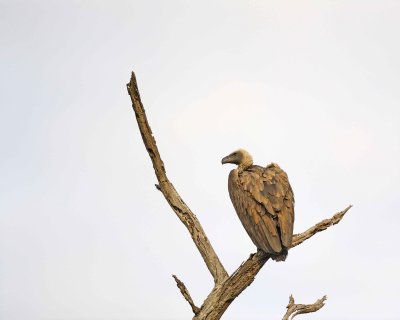 Vulture, White-backed-010313-Kruger National Park, South Africa-#0848.jpg