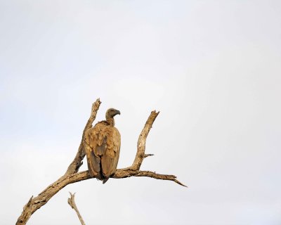 Vulture, White-backed-010313-Kruger National Park, South Africa-#0862.jpg