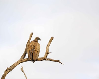 Vulture, White-backed-010313-Kruger National Park, South Africa-#0874.jpg