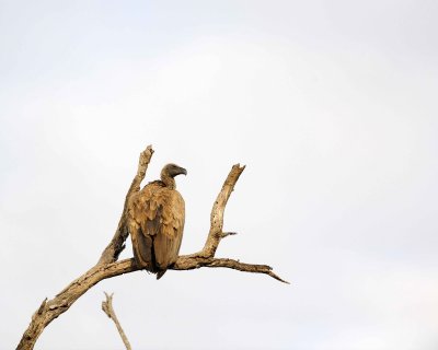 Vulture, White-backed-010313-Kruger National Park, South Africa-#0889.jpg