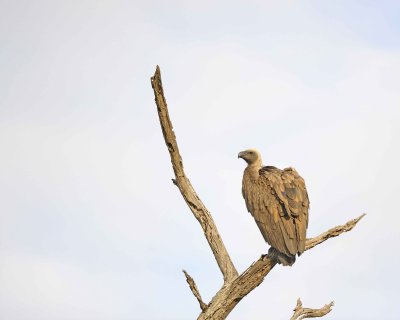 Vulture, White-backed-010313-Kruger National Park, South Africa-#0925.jpg